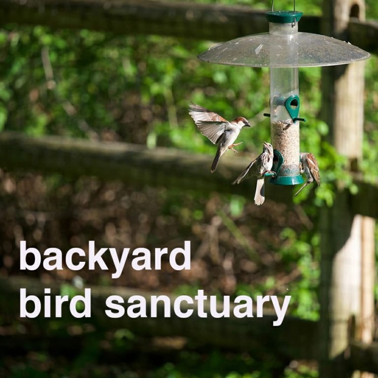Backyard Bird Sanctuary