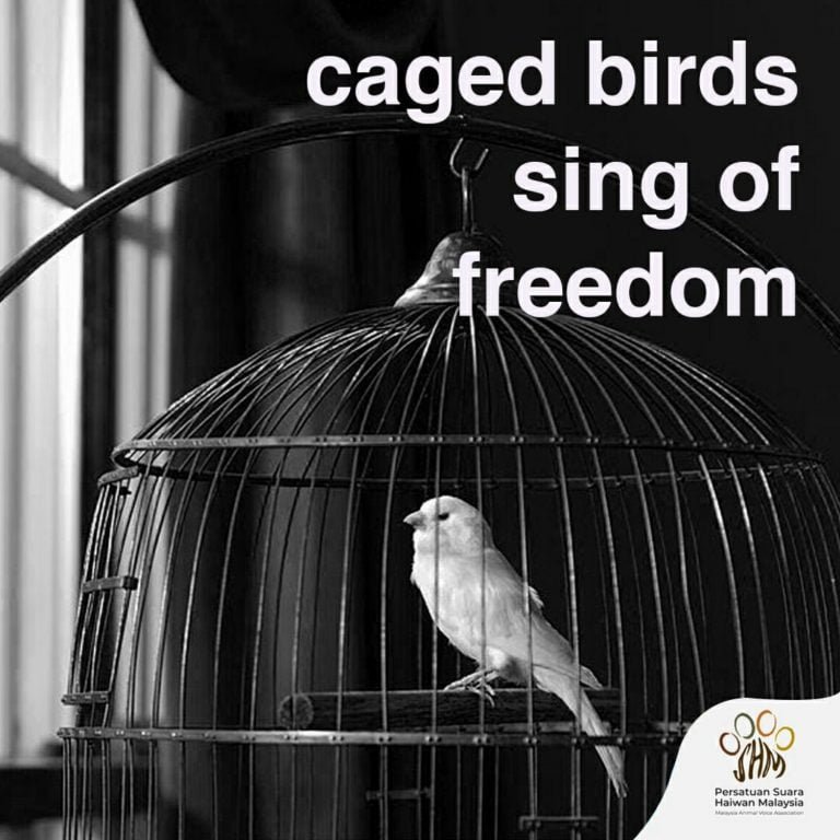Caged Bird Sing Of Freedom
